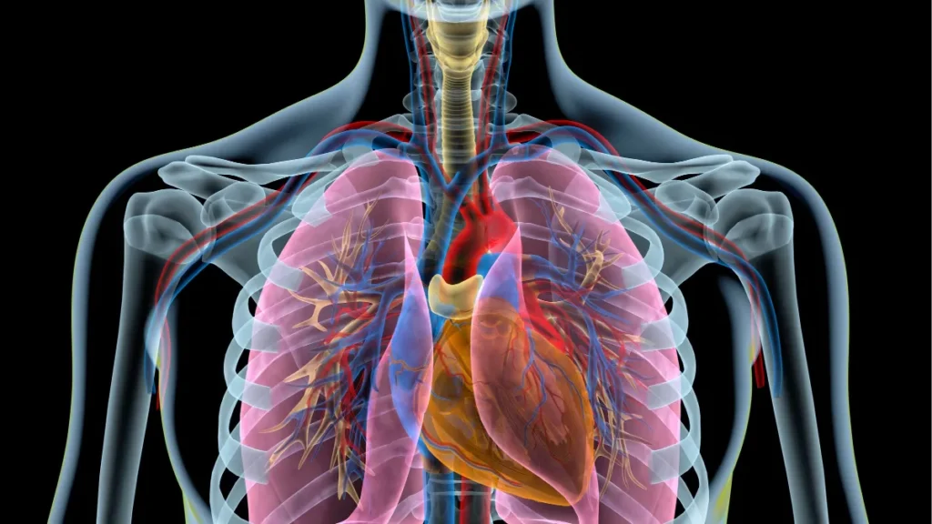 ndd-blog-the-heart-and-the-lungs-whats-the-connection