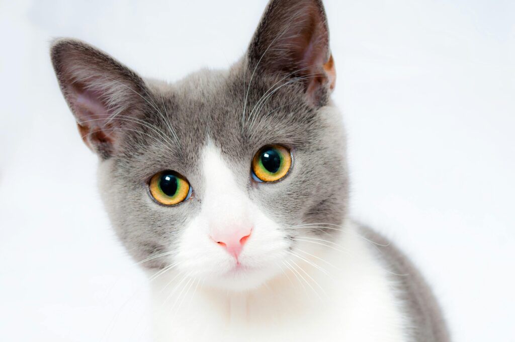 Unique Cats in 2025: Discover the Most Extraordinary Felines of the Future Cats have always been fascinating creatures, but as we step into 2025, the world of feline companions is becoming more unique and extraordinary than ever. From rare breeds to genetically engineered marvels, the concept of "unique cats" is taking the pet world by storm. In this blog, we’ll explore the most unique cats of 2025, their characteristics, and why they’re capturing the hearts of cat lovers worldwide. Unique Cats in 2025: Discover the Most Extraordinary Felines of the Future Cats have always been fascinating creatures, but as we step into 2025, the world of feline companions is becoming more unique and extraordinary than ever. From rare breeds to genetically engineered marvels, the concept of "unique cats" is taking the pet world by storm. In this blog, we’ll explore the most unique cats of 2025, their characteristics, and why they’re capturing the hearts of cat lovers worldwide.