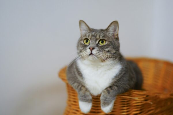Adorable European Shorthair cat sitting in a basket, looking curious and calm.